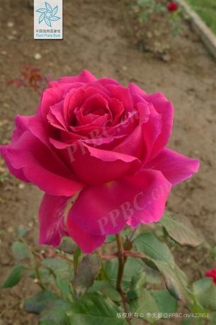 玫瑰，您选对了吗？